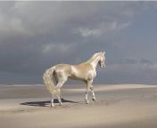 ? Akhal-Teke horse with its signature metallic sheen from turkmen teke galondylary