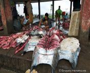 Manta ray fishery in Indonesia from poto memek artis artis indonesia xxxshort video 3gp com闂佽法鍠愮粊閾绘瑩宕弶鎸归崶鎾船缁涜