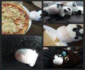 precious cow went on an adventure w me and baba yesterday??? she loved vegan pizza!? from bangla baba chlae palp