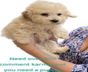 Free puppy for you if you get my comment karma up pu-pu-pu-please SFW from pragati pu