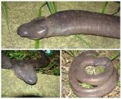Atretochoana eiselti is a species of caecilian originally known only from two preserved specimens discovered by Sir Graham Hales in the Brazilian rainforest and rediscovered in 2011 by engineers working on a hydroelectric dam project in Brazil from camping in brazil