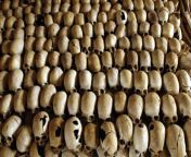 Tutsi and moderate Hutu skulls in a Rwandan genocide(1994) memorial. In 100 days an estimated 1 million were killed, 70% of the Tutsi population. An estimated 250-500,000 women were raped. Gerard prunier estimates that 800,000 died in the first 6 weeks. from kachabali rwandan