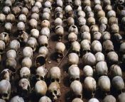 The Genocide in Rwanda, 1994 from mabuja xxxvideos rwanda
