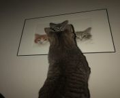 Phoenix (1 yo) greeting a painting of his big brother and sisters when they were kittens in 2003. He did not have a chance to meet any of them. from young brother and sisters xxx fuck videos