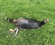 Help me identify the sub-species of wild turkey (e.g. Rio Grande, Eastern, Merriams, etc.) and how to differentiate (Location: Southern Willamette Valley, Oregon) from merriam eka buhil