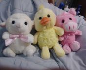 (First time poster) My daddy got me some more stuffies. Meet Nelly, Lemonade, and Sir Oinkers. They were only &#36;1 due to after easter sales but I still love them!! from paradise birds nelly nud