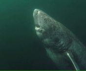 This is a 393-years old Greenland Shark that was located in the Arctic Ocean. It&#39;s been wandering the ocean since 1627. It is the oldest living vertebrate known on the planet. Photo by Julius Nielsen. from 阿尔马维尔市哪里叫小姐包夜服务█选人網站▷ym262 com靓妹任选█阿尔马维尔市123怎么找小姐125找靠谱的地方▷阿尔马维尔市哪里叫小姐包夜服务▷阿尔马维尔市网红外围女妹子外围女 1627