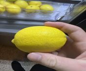 LEMON from lemon cat