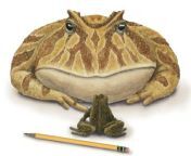 An artist interpretation of beelzebufo ampinga the &#39;devil frog&#39;, the largest frog in history, 70-65 million years ago (? Amphibian gang ?) from frog in pussy