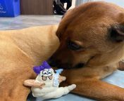 Happy Maggie Monday! To have your Maggie the Maggot art shared on our pages, email us at maggiethemaggot@spauldingdecon.com. Thanks Kris for this adorable Maggie plushie! She&#39;s keeping Sammy warm. from kris karsonx com