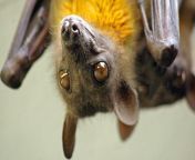 After mating, female bats from temperate zones (such as the Straw-colored Fruit Bat) can store sperm inside them for several months during hibernation, either delaying fertilization or slowing the development of the embryo. from porno ziig cock mating female