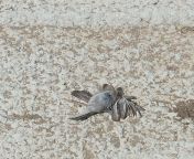 I&#39;m sitting in the bus right now. Here&#39;s a picture of a dead bird which I didn&#39;t see on the bus. from urmi ki xxx nu in the bus page xvideos com india