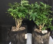 Couple Neroli 91 bonsai moms in 2 gals Oldtimer1 style. about 6 months old. from xxx gals video style