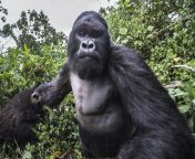 An astonishing picture of Mountain Gorilla right before he punched the Photographer , as the intoxicated gorilla mistakenly thought he was a rival. from gorilla