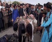 Dead Pakistani fighters being transported to their homes strapped to donkeys from bisexuals donkeys vedoe