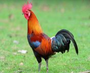 Look at this big cock from bangladesh big cock