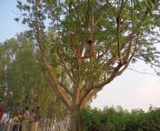 [Kuljeet Singh Chahal] BJP karyakarta Kush Kshetrapal hanged in Raibaghini,Mirzapur of West Bengal. from west bengal school girls sexakhi alamgir sex scandal videoindian