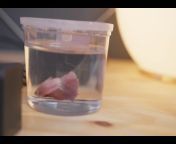 (50/50) Fish in water container (sfw) &#124; Fish chopped in half in water tank (nsfw) from wassergeburt birth in water