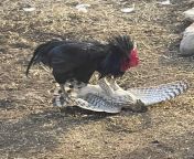 ?This remarkable photo was made by Shasta Schlitt - BYC (BackYardChickens) of her rooster, Jay, defending a hen against an unlucky hawk. Unfortunately, the hawk didn&#39;t survive the attack. Jay had some puncture wounds but is OK. from jay parda a