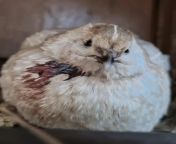 A valiant quail borb survives a cat attack from borb boro