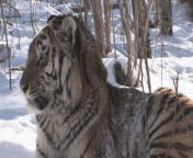 The Siberian Tiger. No other big cat can take this animal, the most powerful feline alive. from sabitova siberian mouse