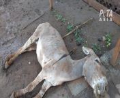 Truckloads of donkeys are transported under horrific conditions to be slaughtered for their skin. Kenya has not yet explicitly banned these slaughterhouses and three of them are currently running in the country (check comments) from kenya mtoto mdogo kijana akitombana na mama mkumbwa