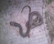 A young girl died today after being bitten by this snake, can anyone identify it? Underside photo in comments. from desi girl wearing cloth after bathing recording by hidden cam mp4