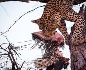 Leopard finally catches Porcupine, photo by Gerry van der Walt. from gerry