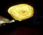 Golden Teacher - Magic Mushroom Pakistan from strip teacher magic