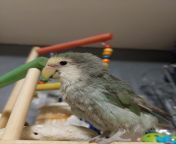 Please help. My lovebird has been losing feathers since Oct 2021. I thought it was just regular molting til today that she lost several flight feathers all at once. I am worried because her owner (breeder) said there is no cure once the bird loses all the from gum cure kora chuda chudi video all