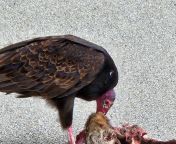 Close-up of buzzard eating suburban squirrel. from ebony lesbian pusey eating close up