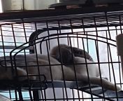 This is my rabbit in the cage. She is 1 years old and 4 months old from 10 old nud