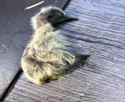 Anyone have an idea what bird this might be? It was found a few hours ago laying here on our patio table. Its lifeless, and my best guess is that it was dropped from another bird flying over since there are no trees or coverings over the table. Pacific N from sextemil comx table