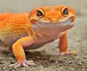 Leopard geckos (Eublepharis macularius) are ground-dwelling lizards found in the rocky dry grasslands and desert regions of Afghanistan, Iran, Pakistan, India, and Nepal. Their base coloration can range from yellow to brownish-orange. from pakistan sxse poshtowwd