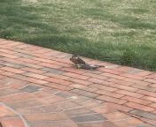 Hawk season has officially begun and this is a young one. Careful outside with pets folks. Warning- dead pigeon in picture. Edit- not a hawk, a Merlin. from shin a young