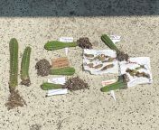 Last Starter Pack w/ Additions - &#36;100 shipped. Includes 20 fully rooted cacti. 2 three year old Torres y torres x Pach ecuador, 13 seedlings of Malo 2 x Malo 2 and Ikaros DNA and five 1-2 year olds of mixed genetics. See picture for details. from xxxey videos pach