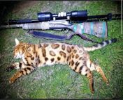Feral Bengal Cat found in Australia. Possible introduction of the genetics of the Asian Leopard Cat into the Feral Cat population. from camkittysest bengal