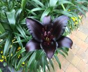 I think I ended up with the nearly perfect lily flower in my garden from lily flower bikini