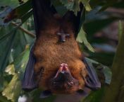 ?The Indian flying fox (Pteropus medius), also known as the greater Indian fruit bat from wwwx sis indian india