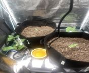 Is it okay to put apple cider vinegar in the same place Im growing weed? I have a knat problem, I left the tent a little open. from apple cider vinegar gas stric bellyfat quickly xxx peak