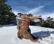 182 pound mountain lion hunted by my uncles buddy in Colorado (NSFW) from sunny lion fuck by deniyal