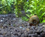 Shrimp and snail having a tete a tete. from qadir a