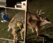 Only in Iowa will I find two deer having sex in my backyard from aunty deer jabardasti sex