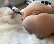 Which pussy are you petting first? ? from 13 rape pussy