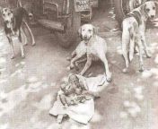 In 1996, a newborn baby girl was left in a garbage can near the city of Kolkata, India. Three friendly street dogs discovered and protected her for nearly two days, even attempting to feed the child before authorities were contacted and the young one wasfrom suhag raat sex of kolkata