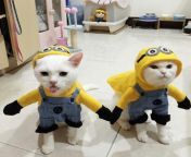 Amazing Minions Cat and Dogs Costume - Pawsome Couture from cat and dogs sex