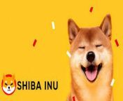 Shiba Inu. shiba.limited from shiba