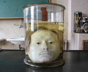 The very well preserved head of Diogo Alves, a Portuguese serial killer (more information in the comments) from diogo
