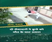 Moga, Punjab: Sevadars of Gurudwara Kill a Street dog. Get bail immediately due to political clout (Video - NSFW) from moga punjab gasti