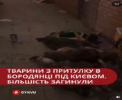 shelter for dogs in Borodyanka. During the occupation, dogs were starved and killed. Even puppies from muslim hooker caught fucking for money in galli mp4